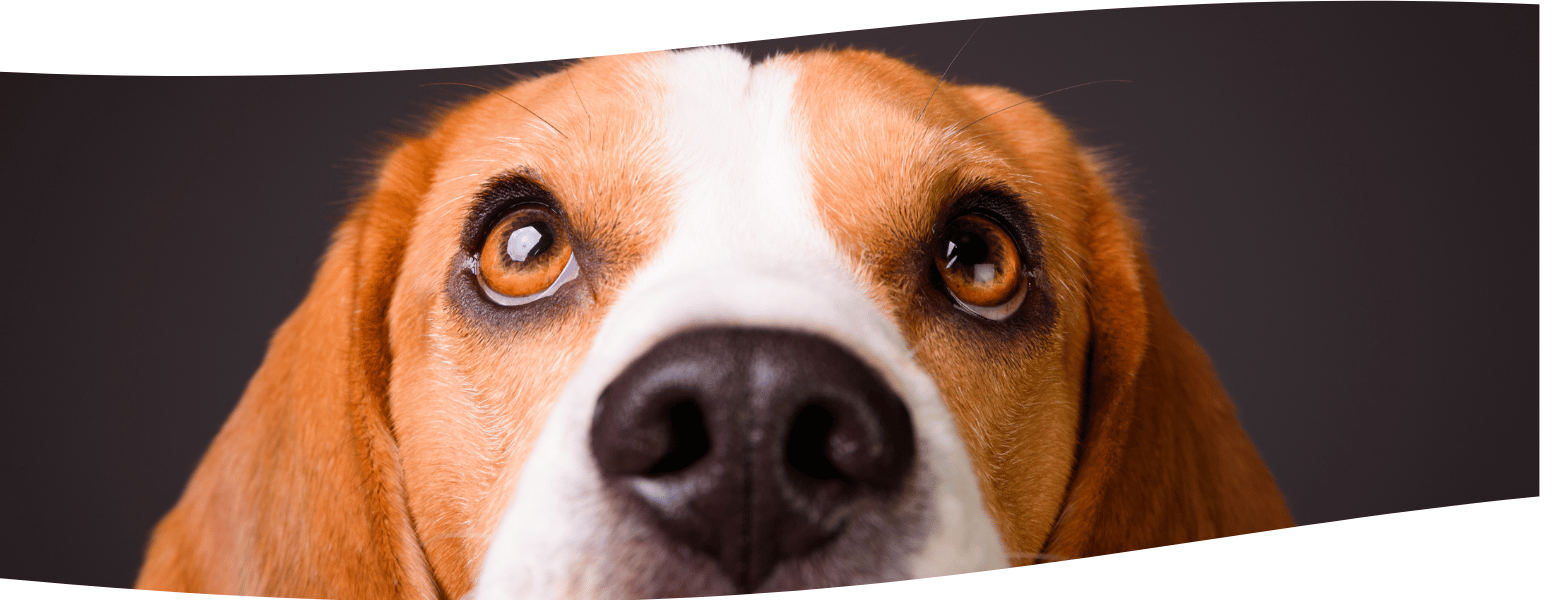 Hongos Funcionales para Perros y Gatos: Un Impulso Natural para su Bienestar