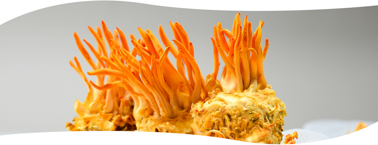 Hongo funcional Cordyceps
