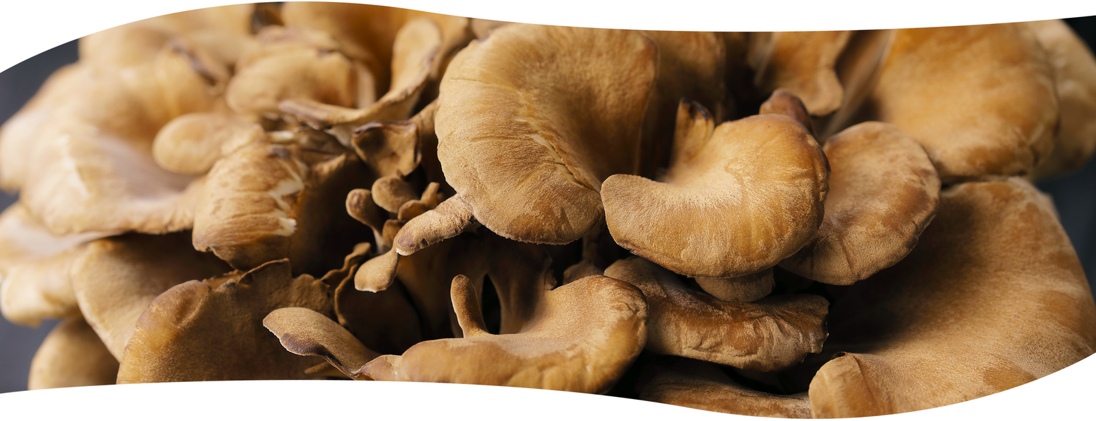 Hongo funcional Maitake