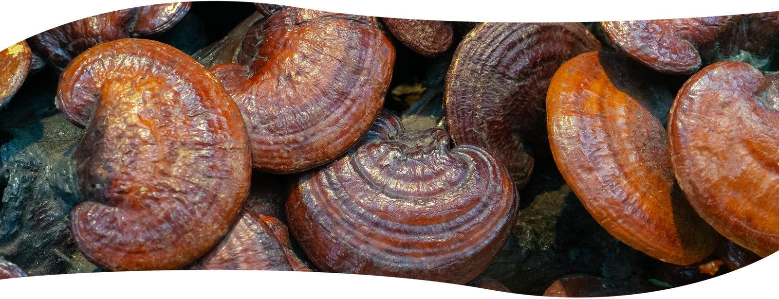 Hongo funcional Reishi