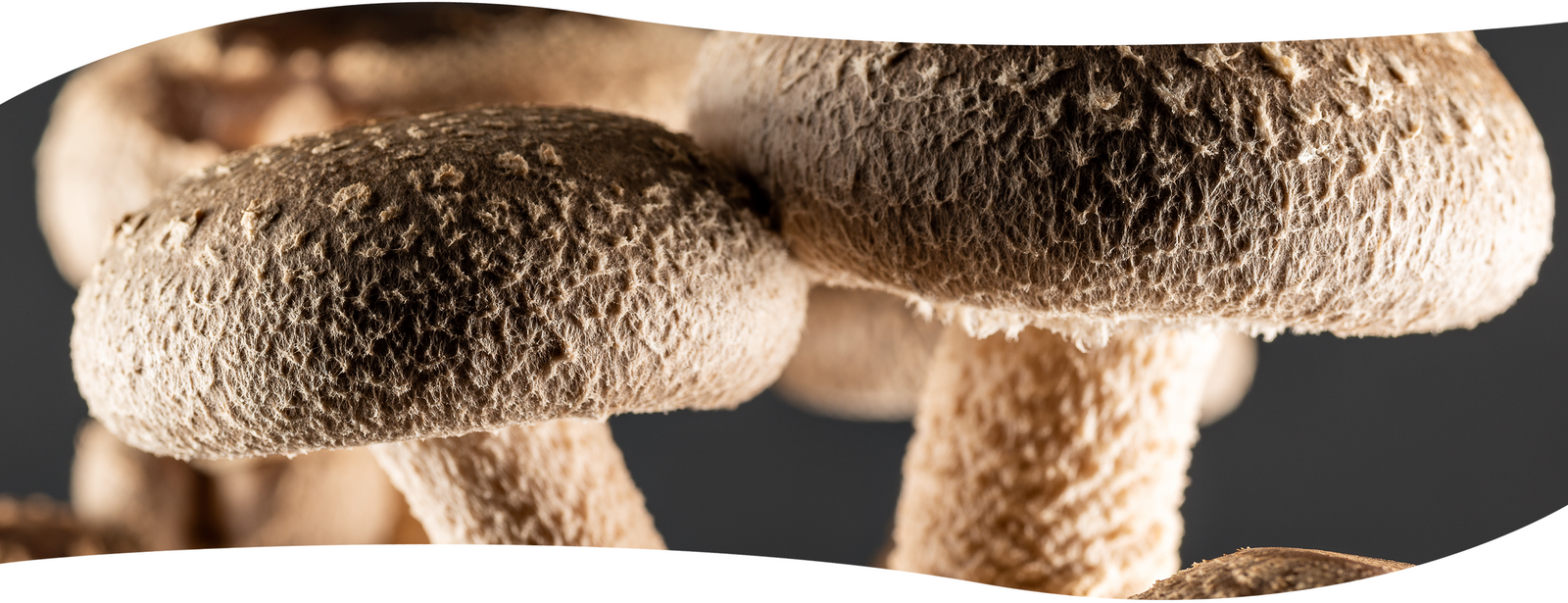 Hongo funcional Shiitake