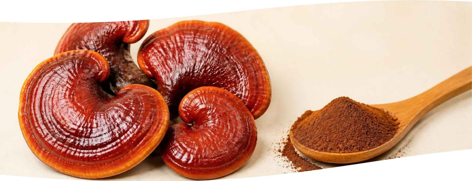 Hongo reishi (Ganoderma lucidum) con su sombrero rojizo y brillante