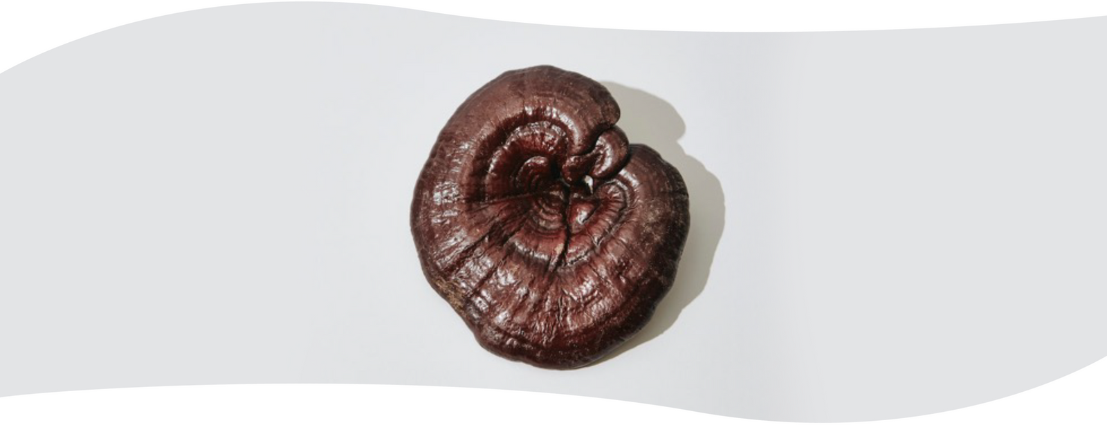 Cómo aprovechar al máximo el hongo Reishi para la salud, la longevidad y el bienestar