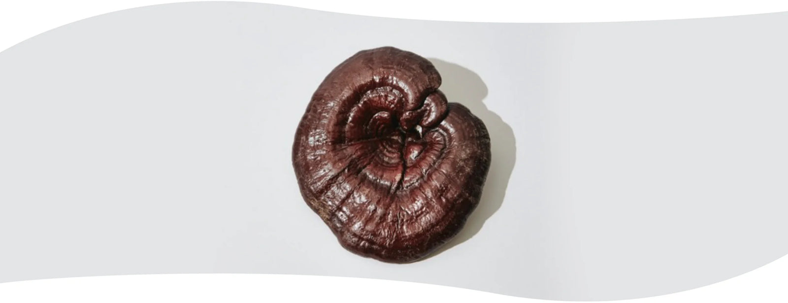 Descubriendo los Beneficios del Reishi: El Hongo de la Inmortalidad en tu Taza de Café