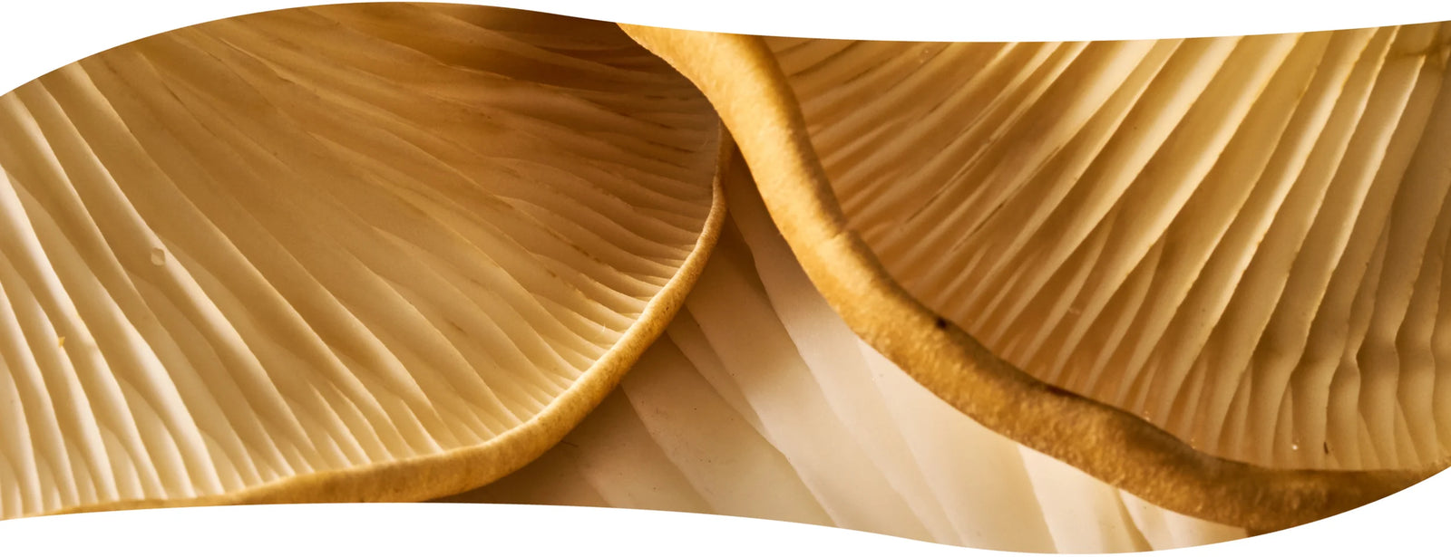 Cómo los Hongos Funcionales Pueden Ayudar a Reducir los Síntomas de Alergias