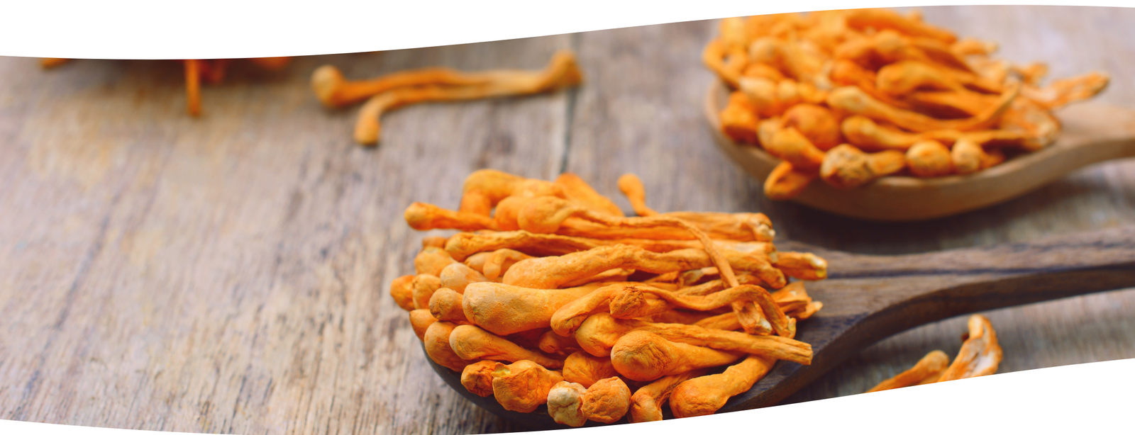 La Historia Milenaria del Cordyceps Militaris: Un Tesoro de la Medicina Tradicional China