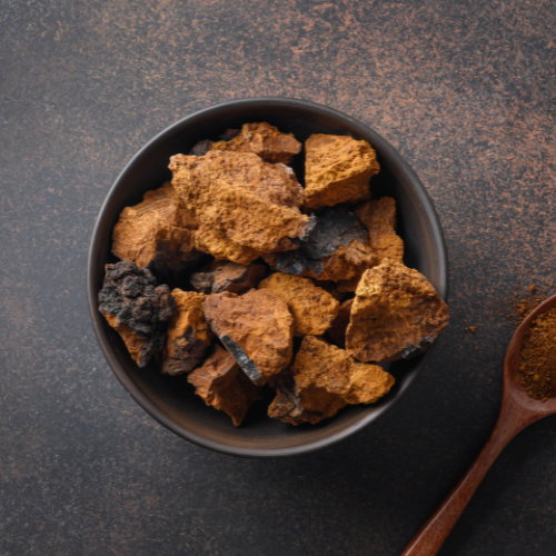 Chaga (Inonotus obliquus (Ach. ex Pers.) Pilát (1942))