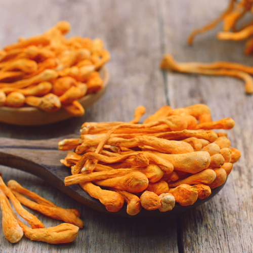 Cordyceps (Cordyceps militaris (L.) Fr. (1818))