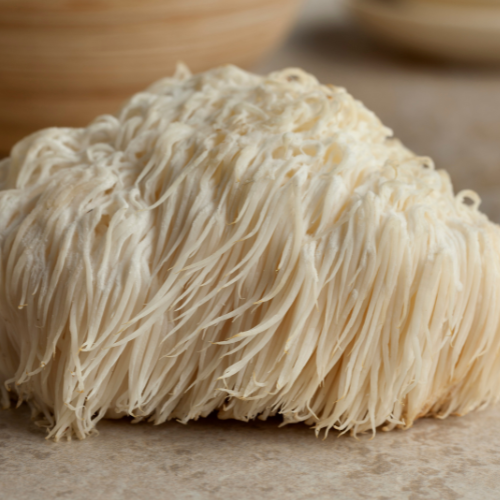 Melena de León (Hericium erinaceus (Bull.) Pers.)