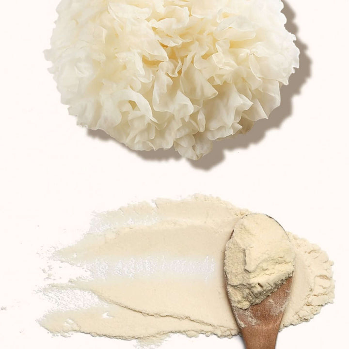 Tremella (Tremella fuciformis Berk. (1856))