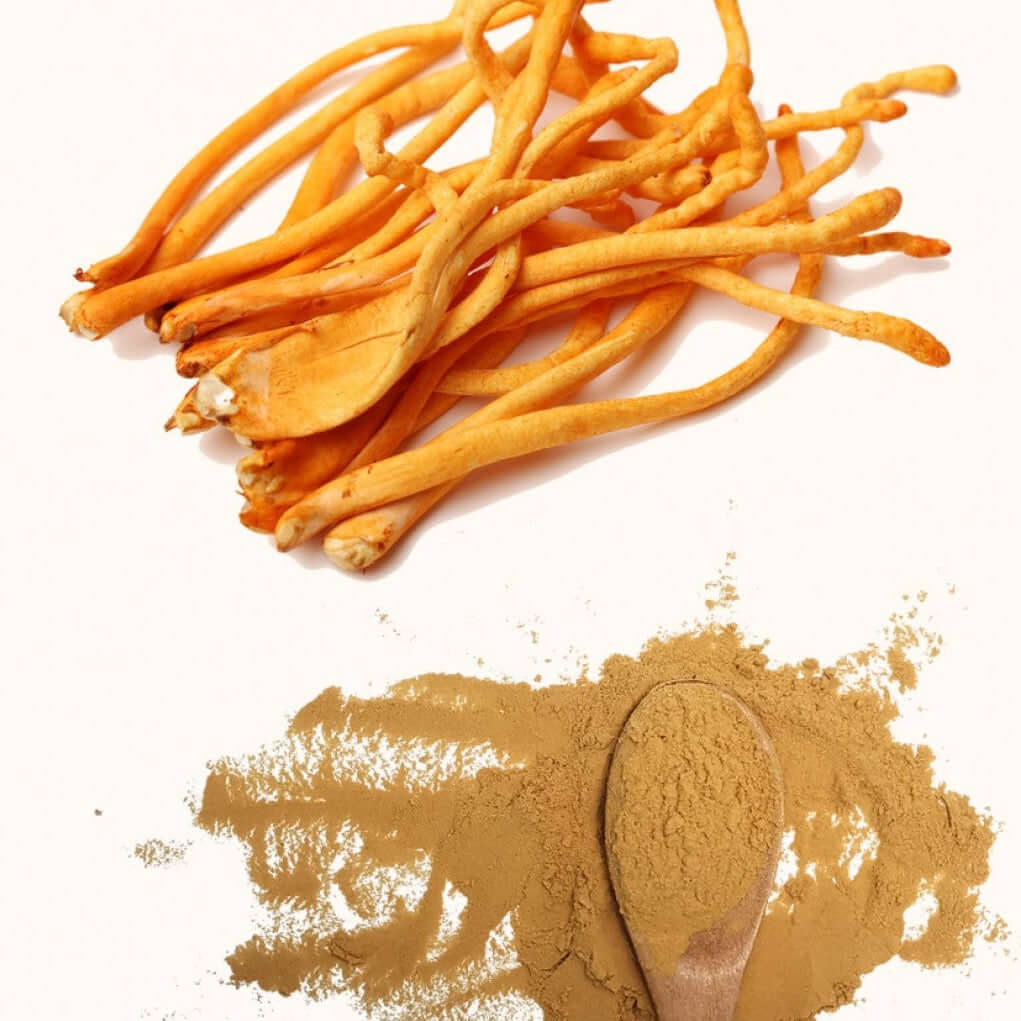 Extracto de Cordyceps VitalSetas - 60 gramos