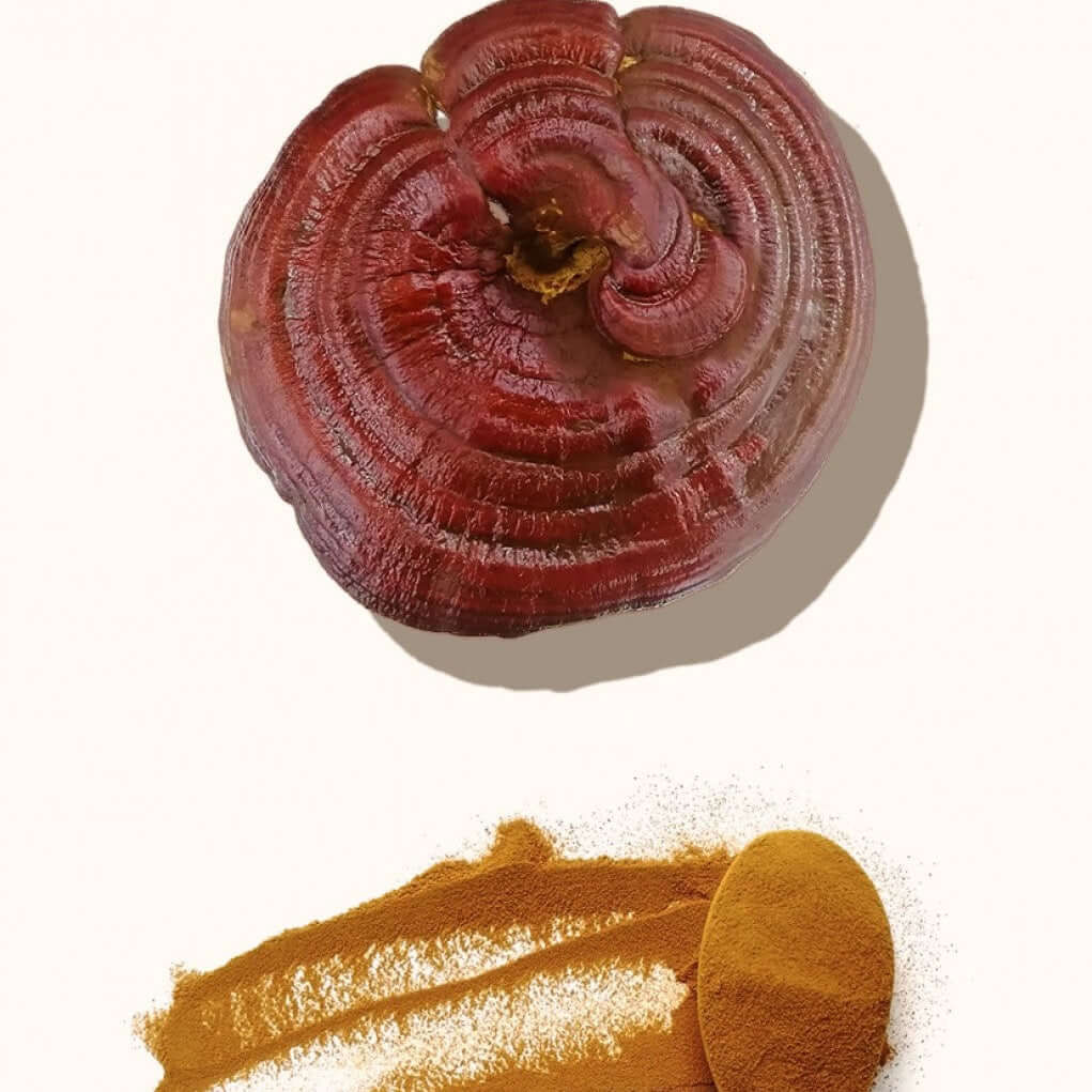 Extracto de Reishi VitalSetas - 60 gramos, paquete orgánico, rico en betaglucanos, apoyo inmunológico.