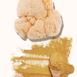 Extracto de Melena de león 30% Betaglucanos