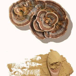 Extracto de Cola de pavo 30% Betaglucanos